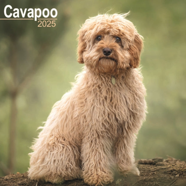 Cavapoo Calendar 2025 Square Dog Breed Wall Calendar  16 Month