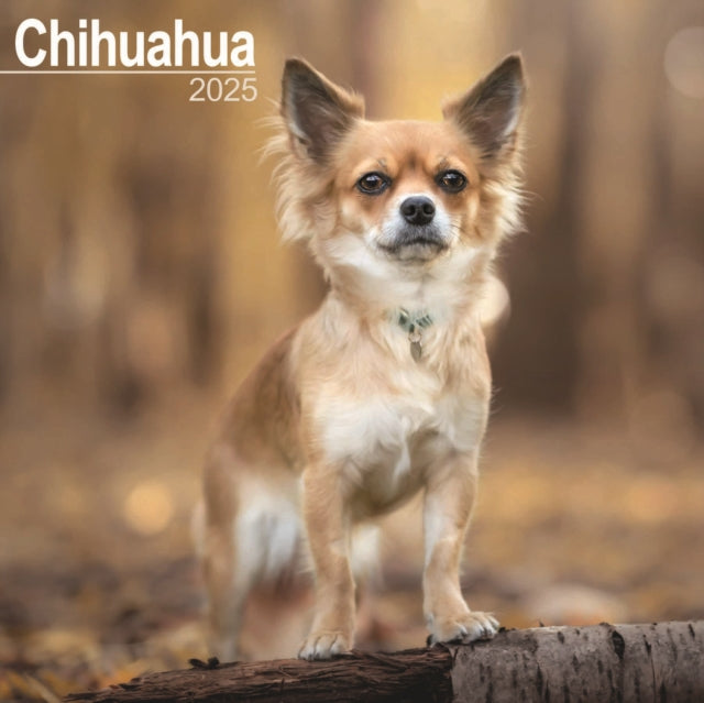 Chihuahua Calendar 2025 Square Dog Breed Wall Calendar  16 Month