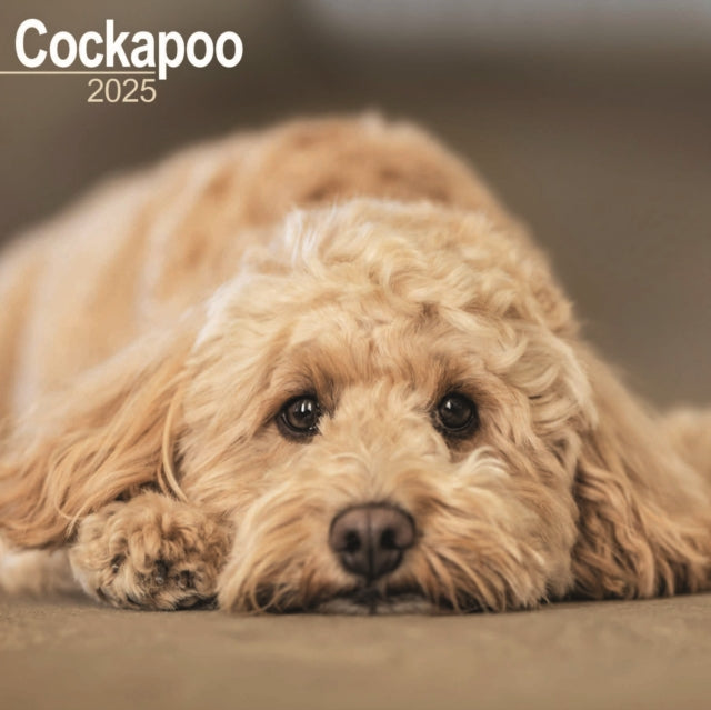 Cockapoo Calendar 2025 Square Dog Breed Wall Calendar  16 Month