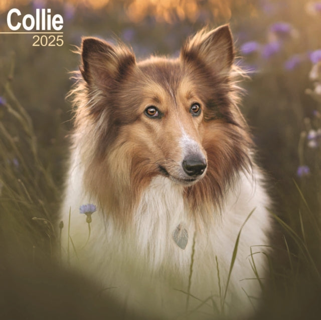 Collie Calendar 2025 Square Dog Breed Wall Calendar  16 Month