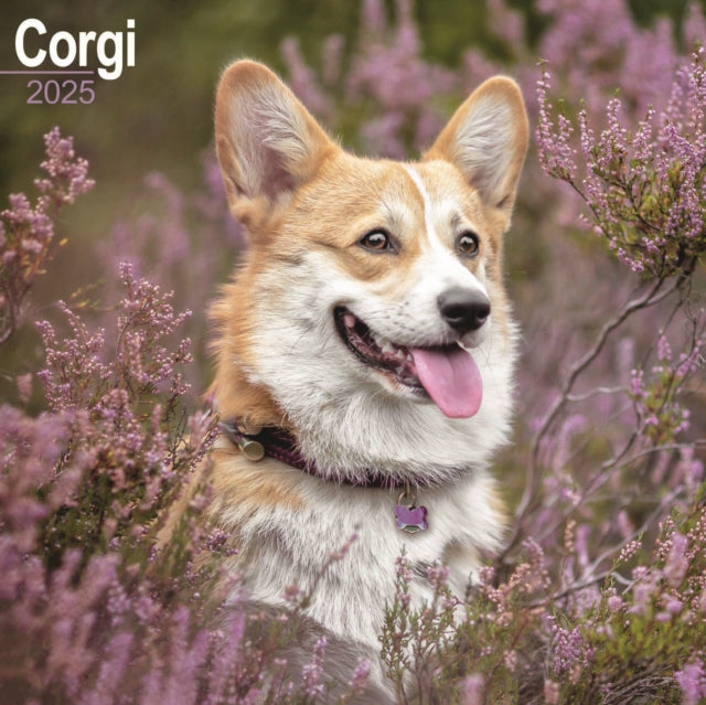 Corgi Calendar 2025 Square Dog Breed Wall Calendar  16 Month