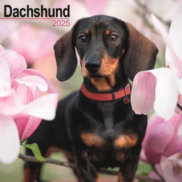 Dachshund Calendar 2025 Square Dog Breed Wall Calendar  16 Month