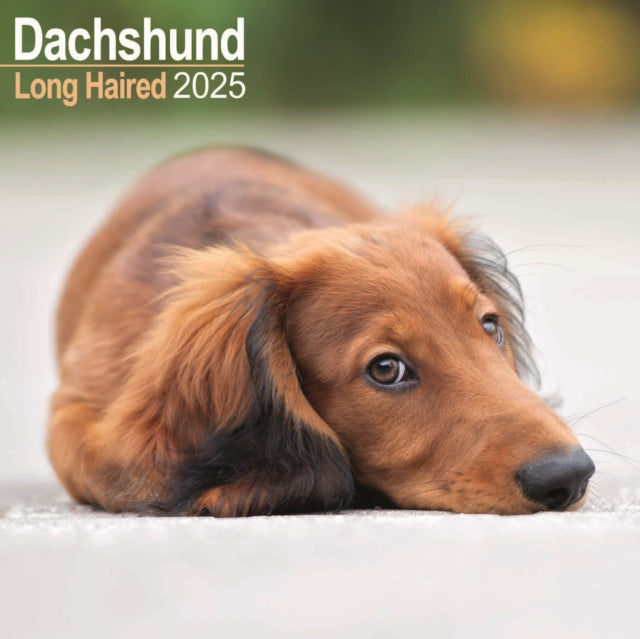 Longhaired Dachshund Calendar 2025 Square Dog Breed Wall Calendar  16 Month