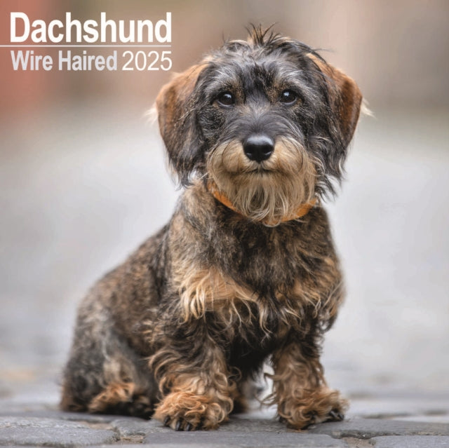 Wirehaired Dachshund Calendar 2025 Square Dog Breed Wall Calendar  16 Month