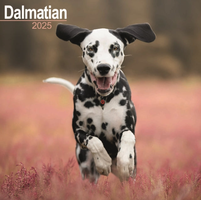 Dalmatian Calendar 2025 Square Dog Breed Wall Calendar  16 Month