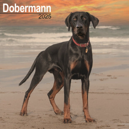 Dobermann Euro Calendar 2025 Square Dog Breed Wall Calendar  16 Month