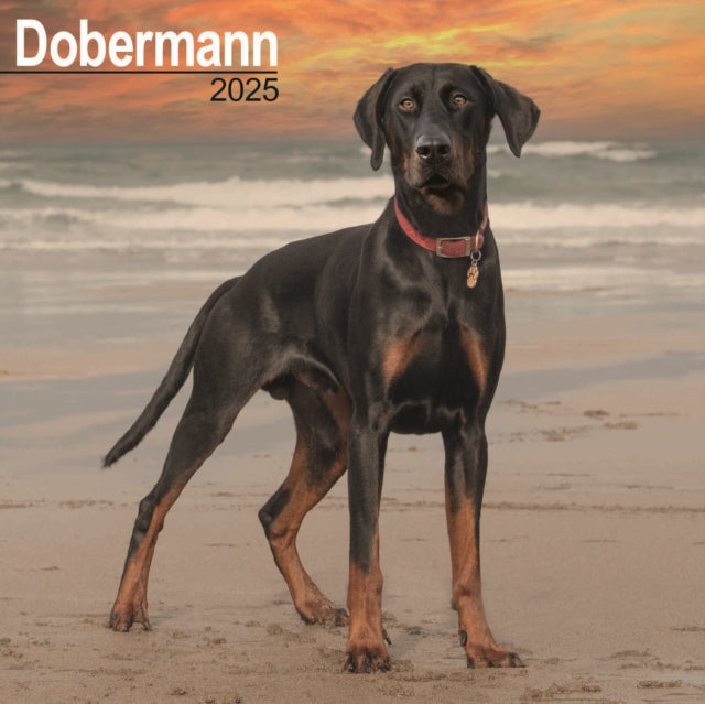 Dobermann Euro Calendar 2025 Square Dog Breed Wall Calendar  16 Month