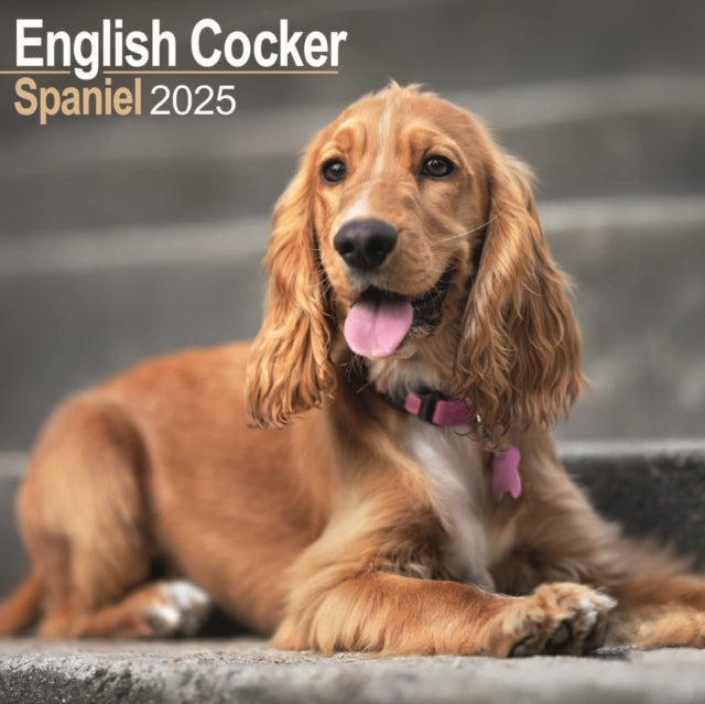 English Cocker Spaniel Calendar 2025 Square Dog Breed Wall Calendar  16 Month