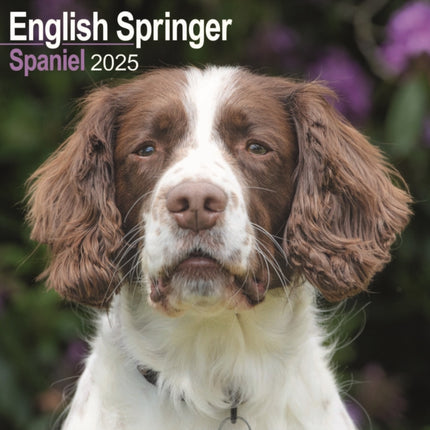 English Springer Spaniel Euro Calendar 2025 Square Dog Breed Wall Calendar  16 Month