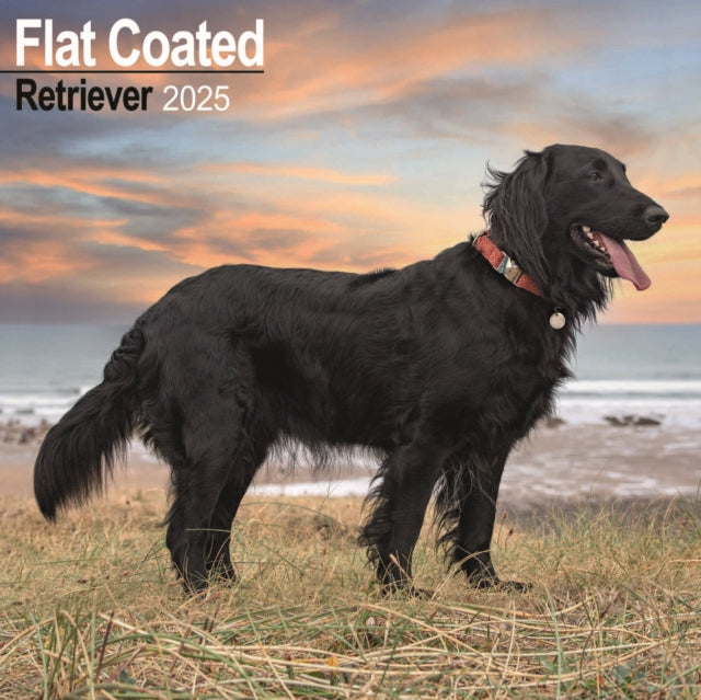 Flatcoated Retriever Calendar 2025 Square Dog Breed Wall Calendar  16 Month