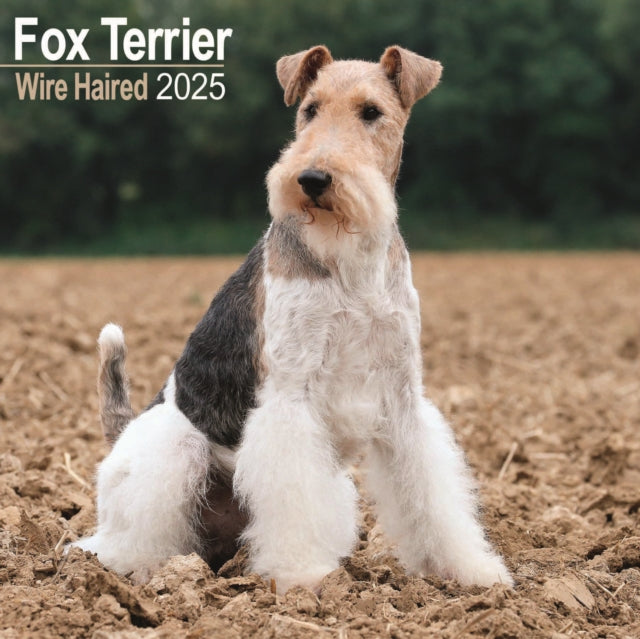 Fox Terrier Wirehaired Calendar 2025 Square Dog Breed Wall Calendar  16 Month