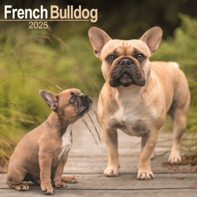 French Bulldog Calendar 2025 Square Dog Breed Wall Calendar  16 Month