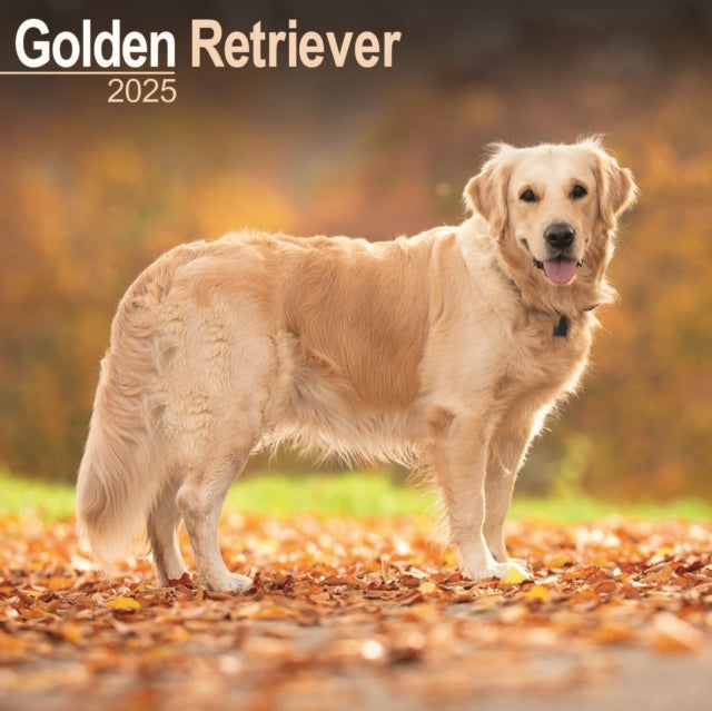 Golden Retriever Calendar 2025 Square Dog Breed Wall Calendar  16 Month