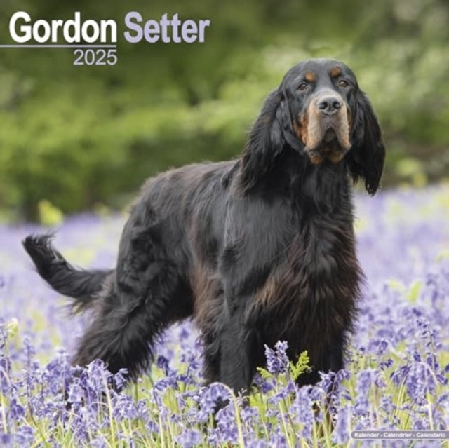 Gordon Setter Calendar 2025  Square Dog Breed
