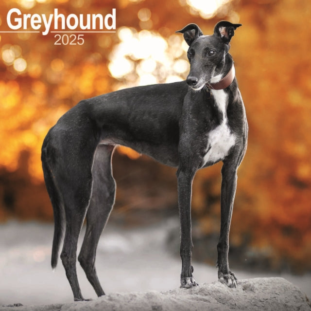 Greyhound Calendar 2025 Square Dog Breed Wall Calendar  16 Month