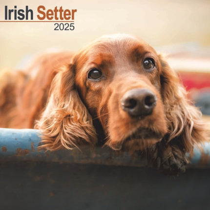 Irish Setter Calendar 2025 Square Dog Breed Wall Calendar  16 Month