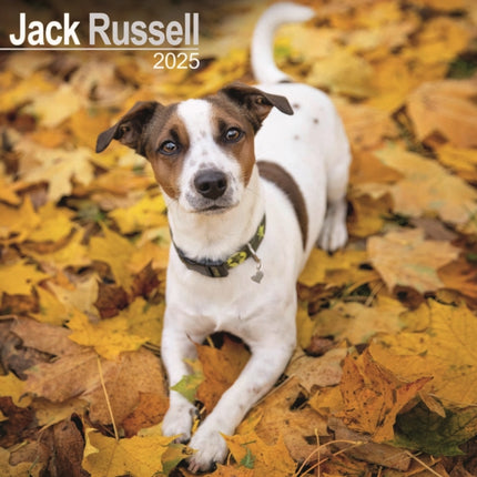 Jack Russell Calendar 2025 Square Dog Breed Wall Calendar  16 Month