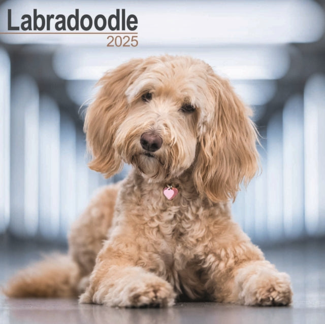 Labradoodle Calendar 2025 Square Dog Breed Wall Calendar  16 Month