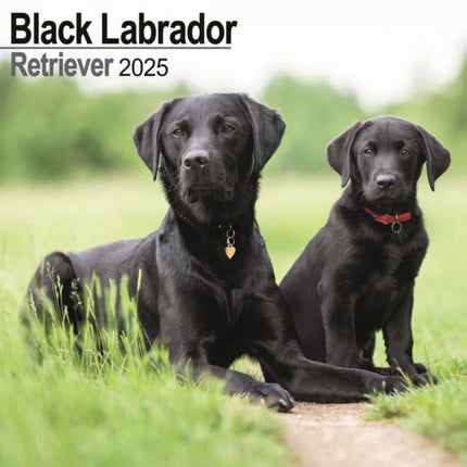 Black Labrador Retriever Calendar 2025 Square Dog Breed Wall Calendar  16 Month