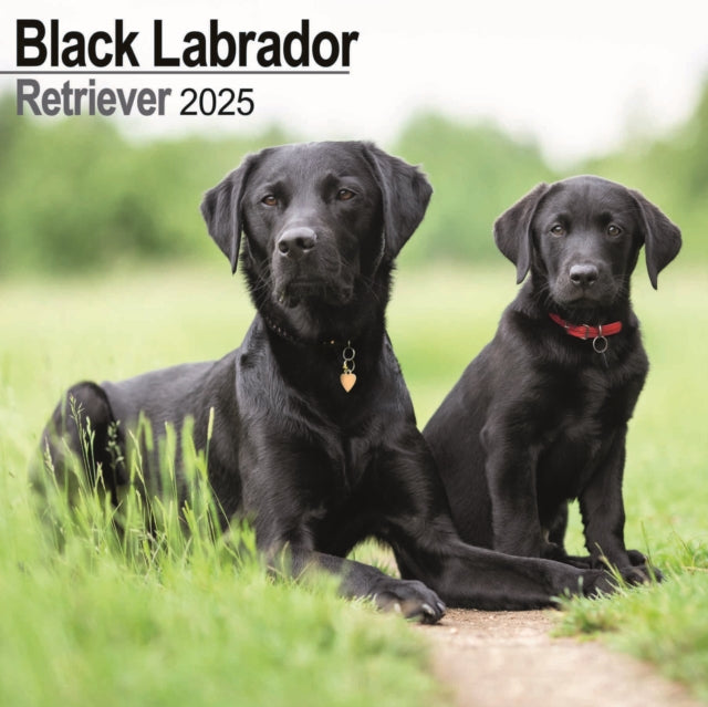 Black Labrador Retriever Calendar 2025 Square Dog Breed Wall Calendar  16 Month