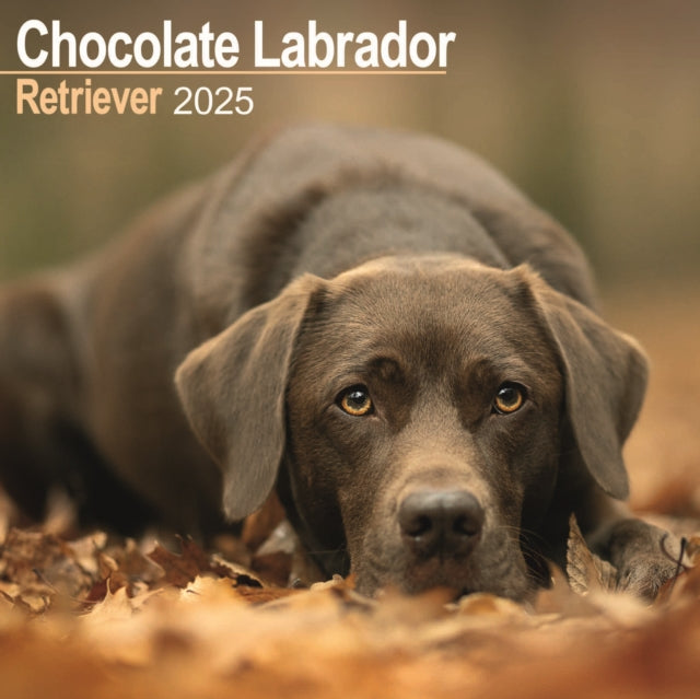 Chocolate Labrador Retriever Calendar 2025 Square Dog Breed Wall Calendar  16 Month