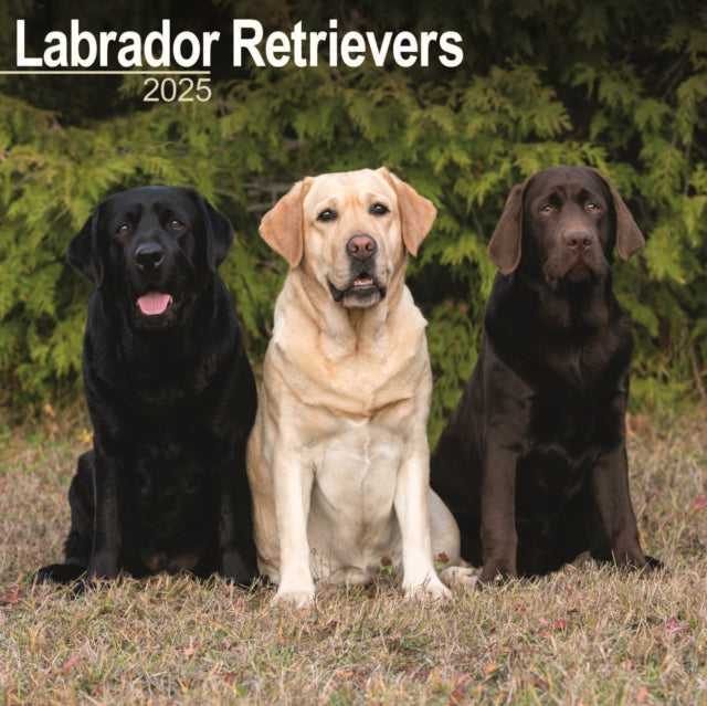 Labrador Retrievers Mixed Calendar 2025 Square Dog Breed Wall Calendar  16 Month