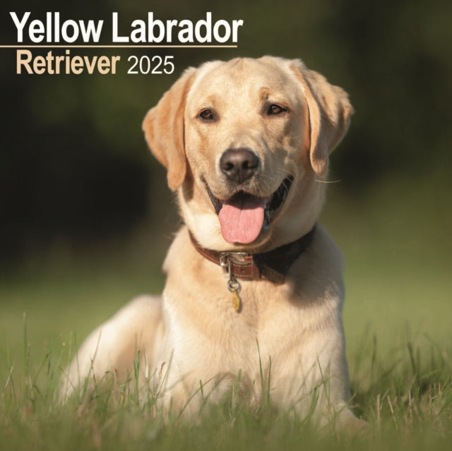 Labrador Retriever Yellow Calendar 2025 Square Dog Breed Wall Calendar  16 Month