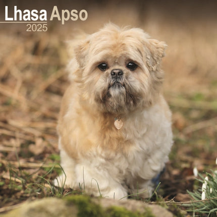 Lhasa Apso Calendar 2025 Square Dog Breed Wall Calendar  16 Month