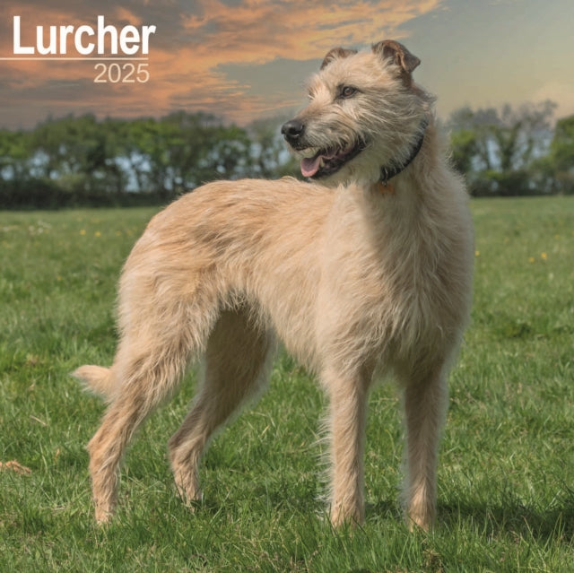 Lurcher Calendar 2025 Square Dog Breed Wall Calendar  16 Month