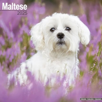 Maltese Calendar 2025  Square Dog Breed Wall
