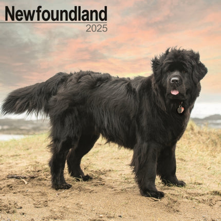 Newfoundland Calendar 2025 Square Dog Breed Wall Calendar  16 Month