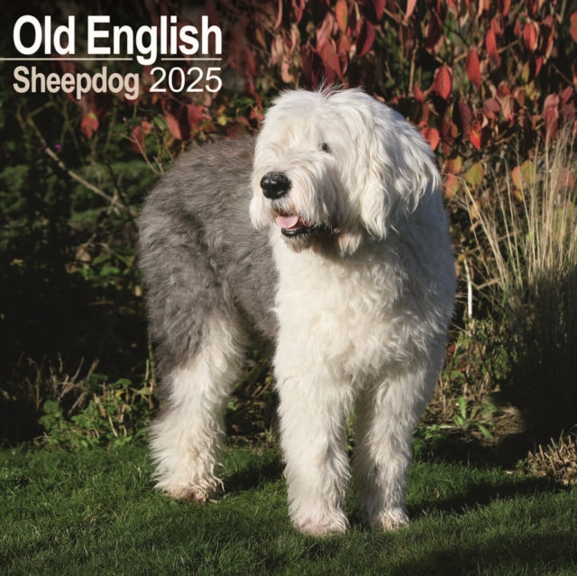 Old English Sheepdog Calendar 2025 Square Dog Breed Wall Calendar  16 Month