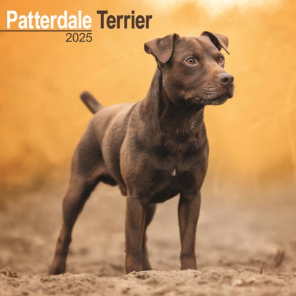 Patterdale Terrier Calendar 2025 Square Dog Breed Wall Calendar  16 Month