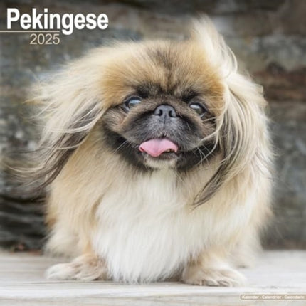 Pekingese Calendar 2025  Square Dog Breed Wall