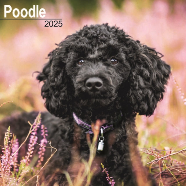 Poodle Calendar 2025 Square Dog Breed Wall Calendar  16 Month