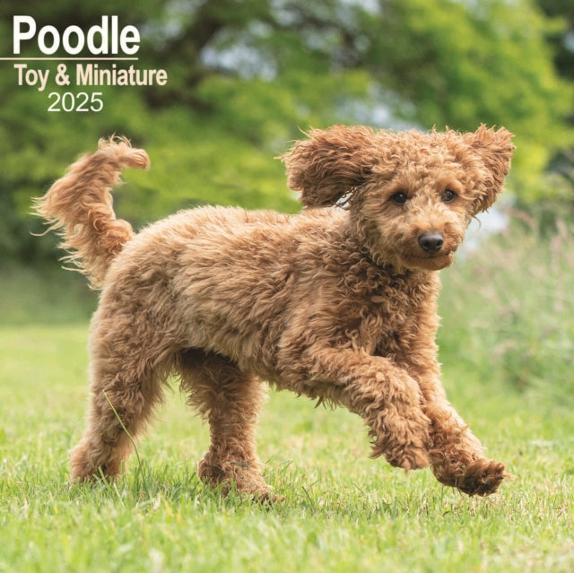 Poodle Toy  Miniature Calendar 2025 Square Dog Breed Wall Calendar  16 Month