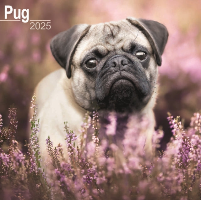 Pug Calendar 2025 Square Dog Breed Wall Calendar  16 Month