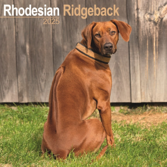 Rhodesian Ridgeback Calendar 2025 Square Dog Breed Wall Calendar  16 Month