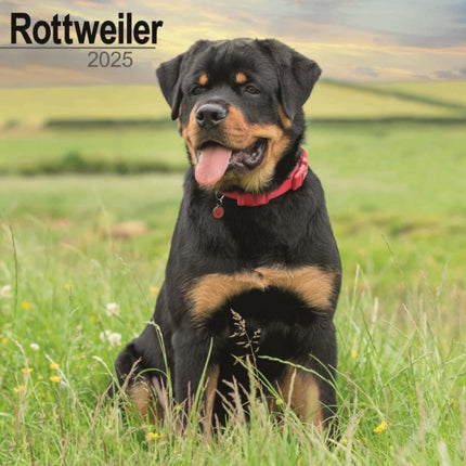 Rottweiler Calendar 2025 Square Dog Breed Wall Calendar  16 Month