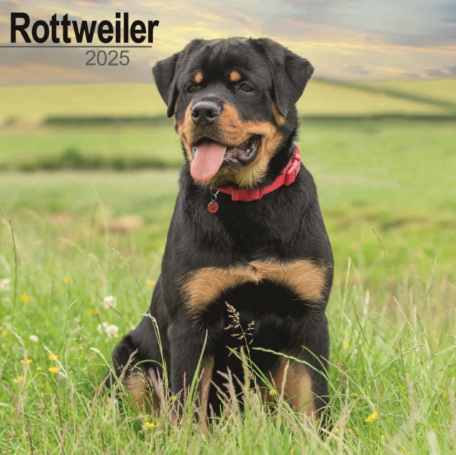 Rottweiler Calendar 2025 Square Dog Breed Wall Calendar  16 Month