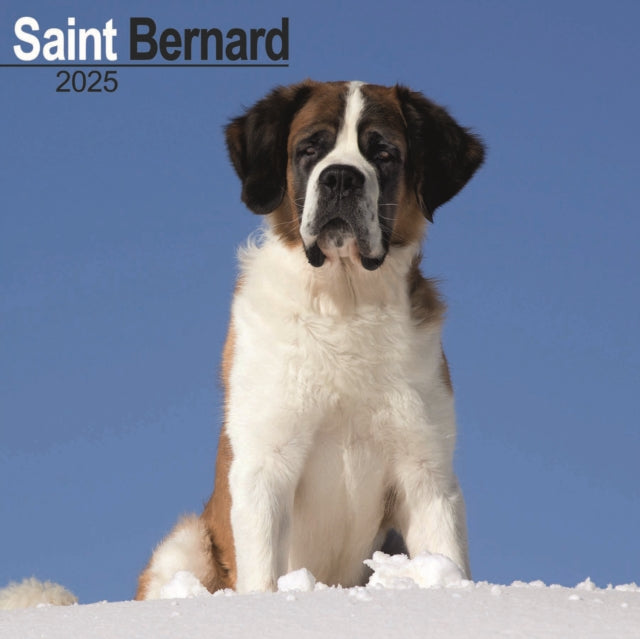 Saint Bernard Calendar 2025 Square Dog Breed Wall Calendar  16 Month