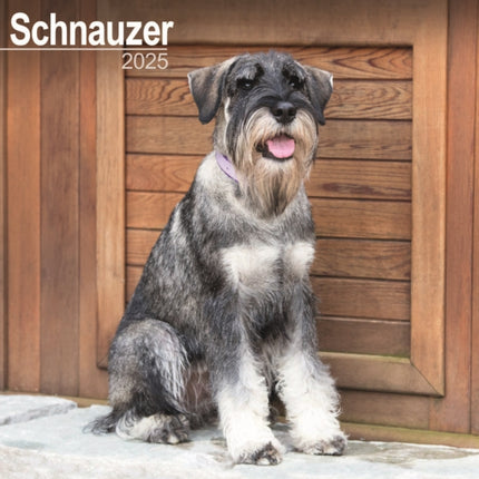 Schnauzer Euro Calendar 2025 Square Dog Breed Wall Calendar  16 Month