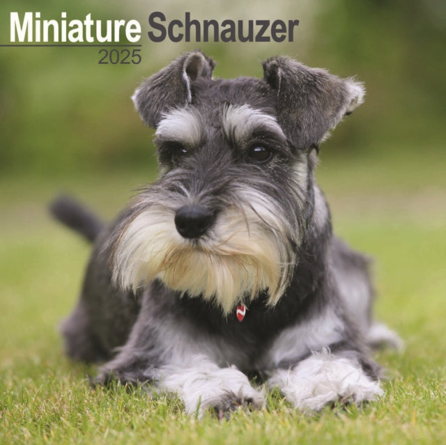 Schnauzer Miniature Calendar 2025 Square Dog Breed Wall Calendar  16 Month