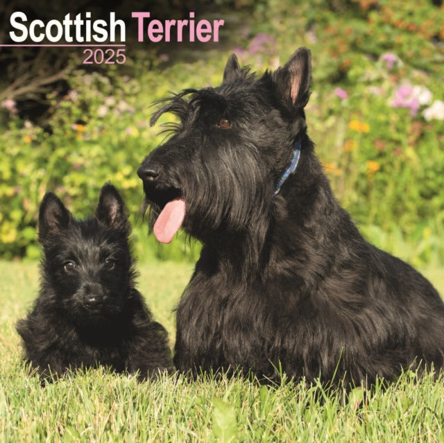 Scottish Terrier Calendar 2025 Square Dog Breed Wall Calendar  16 Month