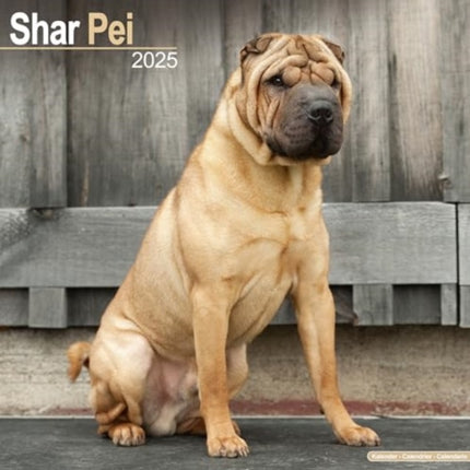 Shar Pei Calendar 2025  Square Dog Breed Wall