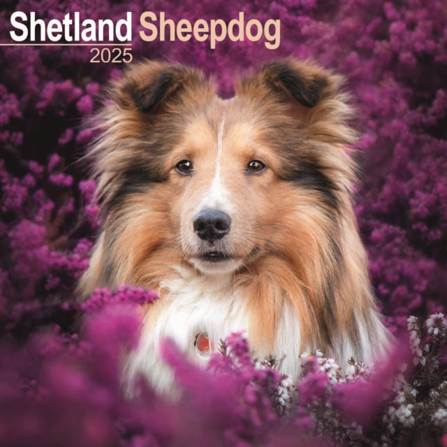 Shetland Sheepdog Calendar 2025 Square Dog Breed Wall Calendar  16 Month