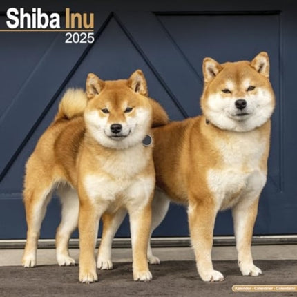 Shiba Inu Calendar 2025  Square Dog Breed Wall
