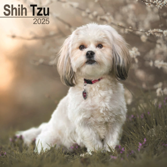 Shih Tzu Calendar 2025 Square Dog Breed Wall Calendar  16 Month