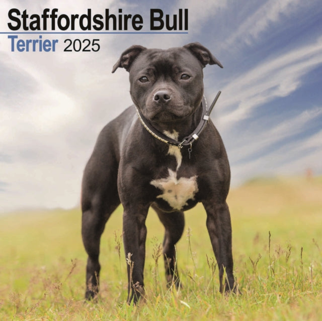 Staffordshire Bull Terrier Calendar 2025 Square Dog Breed Wall Calendar  16 Month