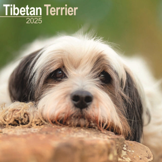 Tibetan Terrier Calendar 2025 Square Dog Breed Wall Calendar  16 Month